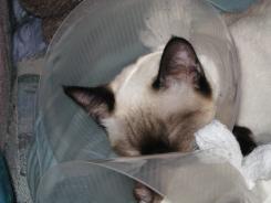 more kittens